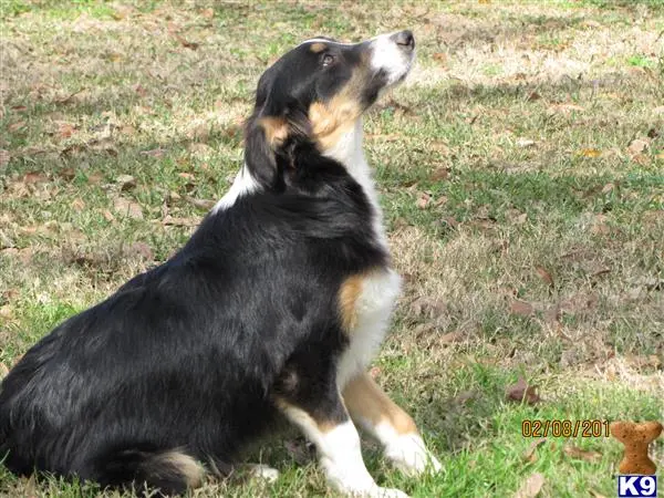 Australian Shepherd